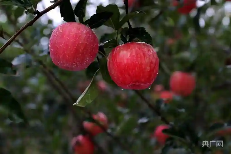 运城临猗县：“五步走”助力果品外销2.5亿余斤
