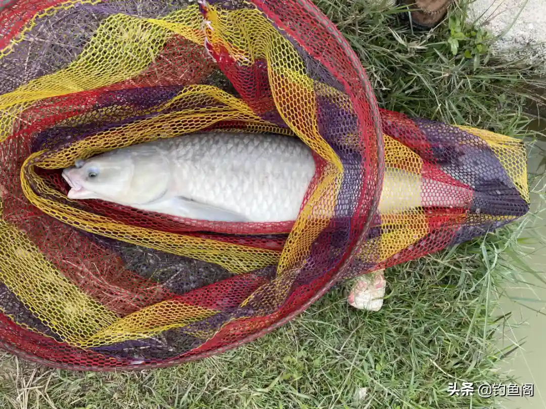 钓大鱼最实用的3种调漂方法，一看就能学会，鲤鱼草鱼都能用
