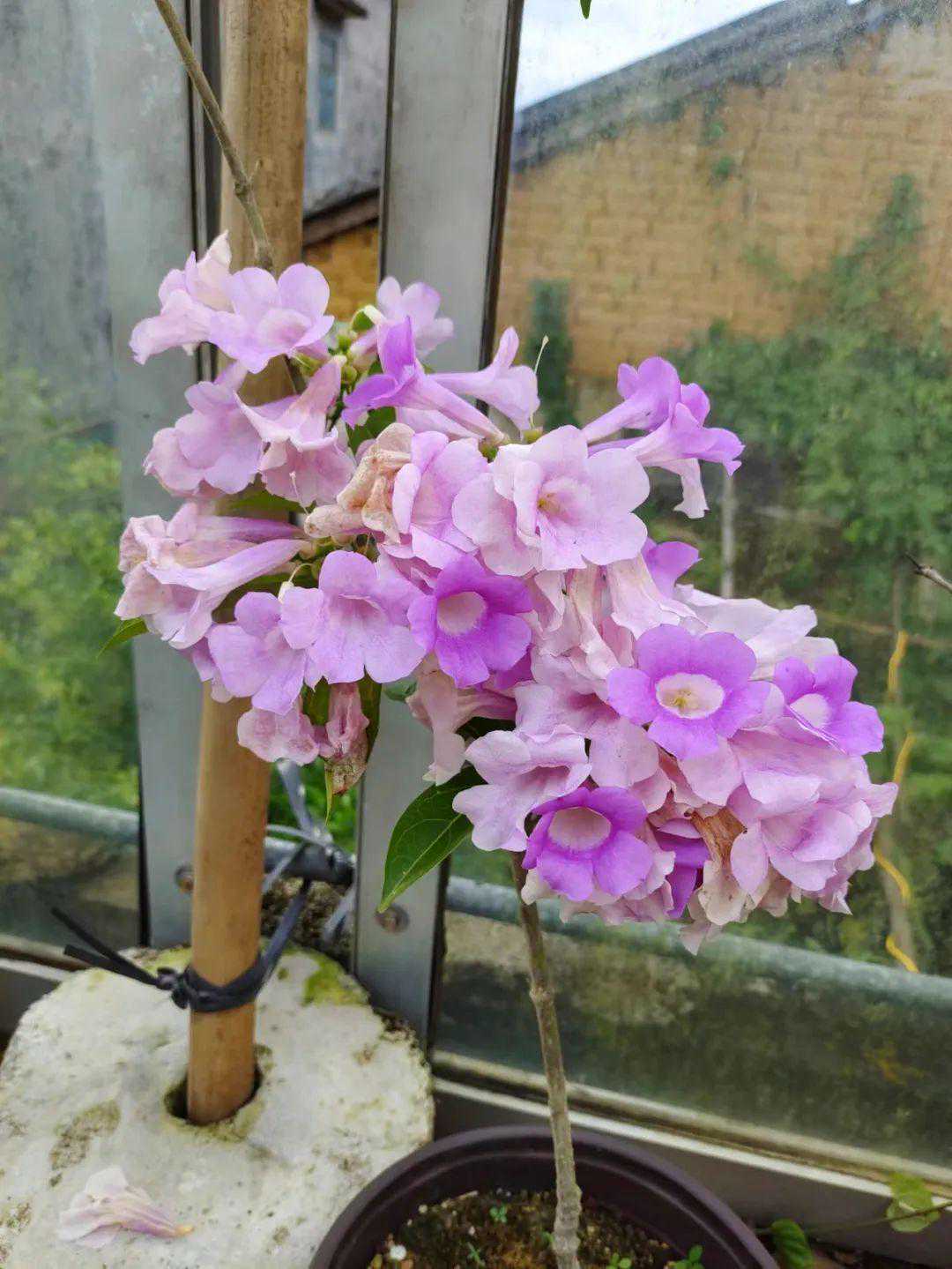 雅昌专栏 | 季涛：漫谈苏富比降佣及今年的艺术市场