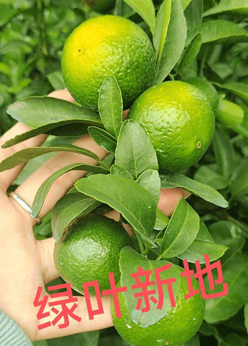 砂糖橘油亮起砂皮红果甜，是因为喷了“绿叶新地果润”