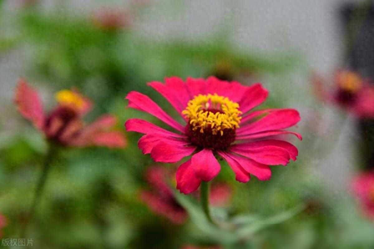 只因为她兔唇，父母把她嫁到了农村，没想到农村老公这样对她