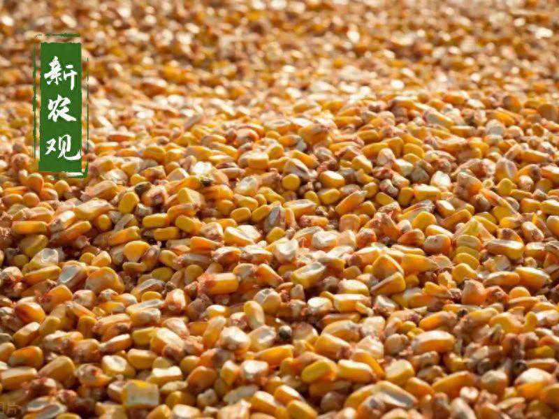 很多人没注意，玉米市场正悄然生变！而这一变，玉米的机会就来了