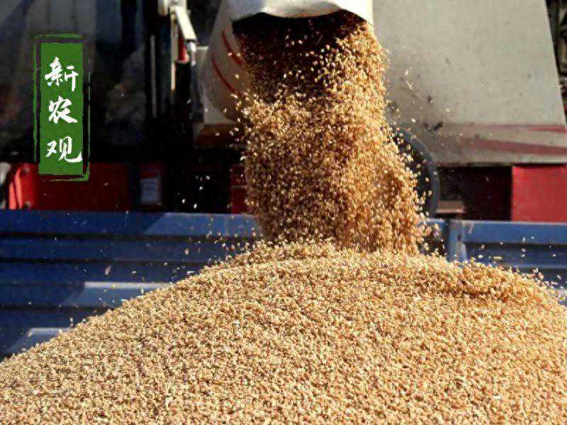 火上浇油！节后拍卖又现10万吨大单，小麦到了最紧张的时刻！