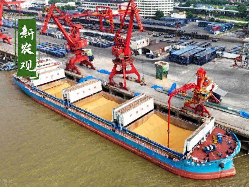 平地一声雷，官方要限制进口玉米了？玉米瞬间又沸腾了